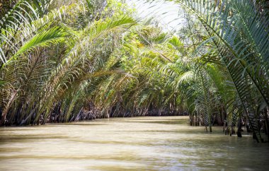 Bir nehrin su kenarında uzun yapraklı yeşil bitkiler