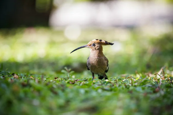 Primer plano del pájaro abubilla sobre una hierba — Foto de Stock