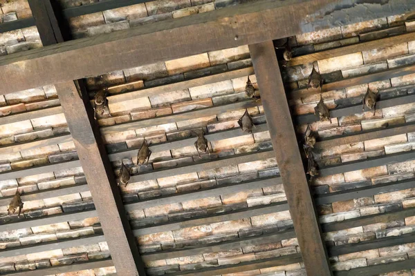 Vleermuizen hangen onder bruin houten dak — Stockfoto