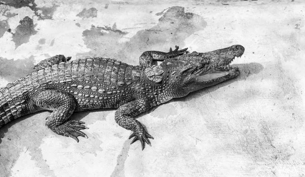Crocodiles at pool side on concrete floor — Stock Photo, Image