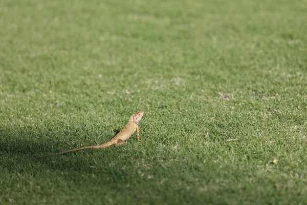 Lézard jaunâtre sur herbe verte chasse nourriture — Photo