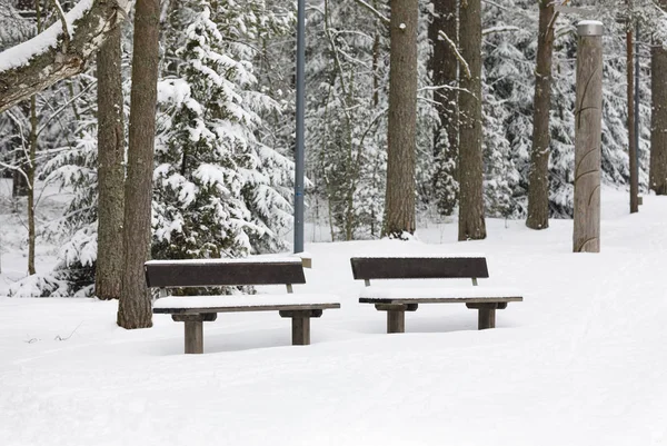 Banco em uma floresta coberta de neve — Fotografia de Stock