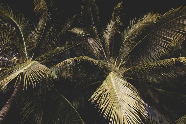 Background of palm tree leaves at night