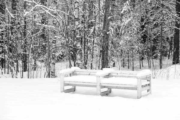 Panchina in un bosco coperto di neve — Foto Stock