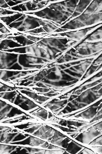 冬の森の雪の木の枝 — ストック写真