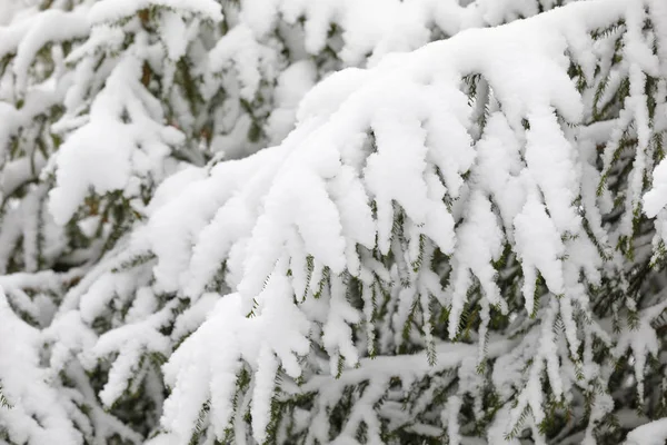 Ramos de árvores nevadas na floresta no inverno — Fotografia de Stock