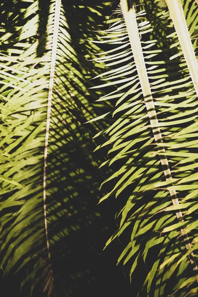 Hintergrund der Palmenblätter in der Nacht — Stockfoto