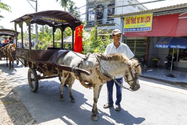 Mekong nehri yakınında turist taşımak için arabaları ile küçük atlar 