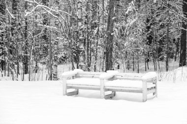 Karla kaplı bir ormanda bank.