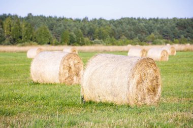 Hiiumaa, Estonya yaz aylarında bir alanda birden fazla saman rulo