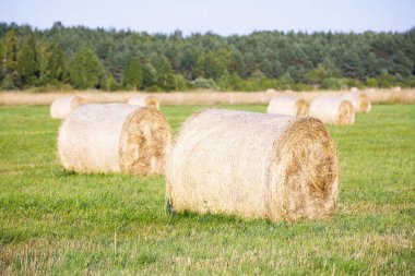 Hiiumaa, Estonya yaz aylarında bir alanda birden fazla saman rulo