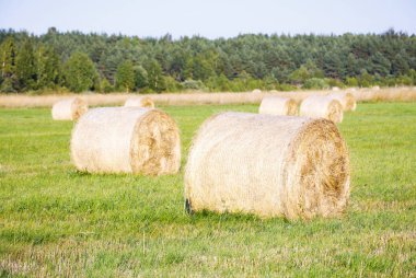 Hiiumaa, Estonya yaz aylarında bir alanda birden fazla saman rulo