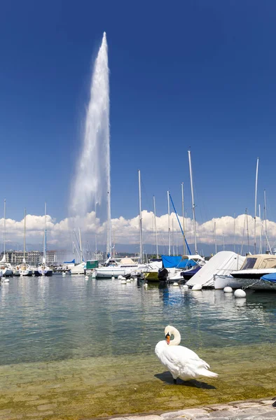 Weißer Schwan und Jet d 'eau in Genf, Schweiz — Stockfoto