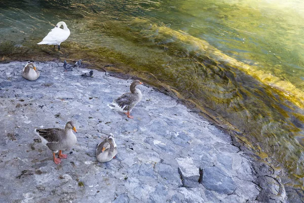 水鳥は水辺に立つ — ストック写真