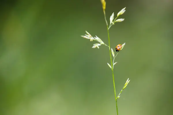 Pequena joaninha laranja em uma palha de planta — Fotografia de Stock