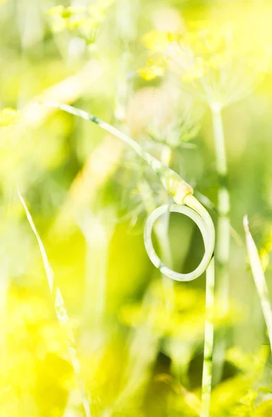 Close-up van knoflook stam genomen een ring vorm — Stockfoto