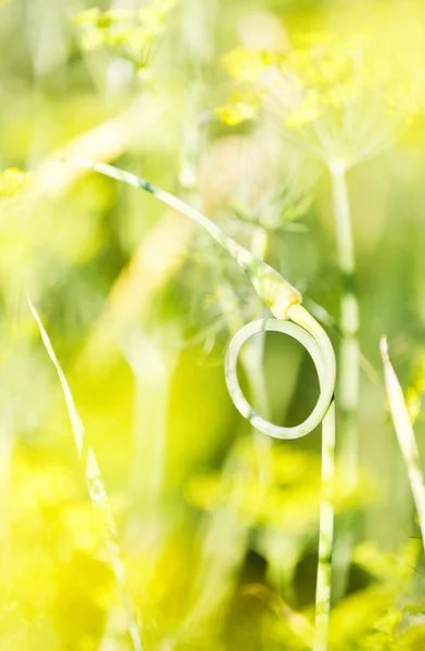 Closeup of garlic stem taken a ring shape — Stock Photo, Image
