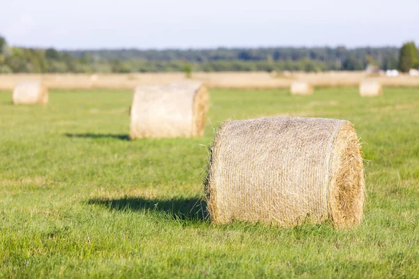 Múltiples rollos de heno en un campo en verano en Hiiumaa, Estonia —  Fotos de Stock