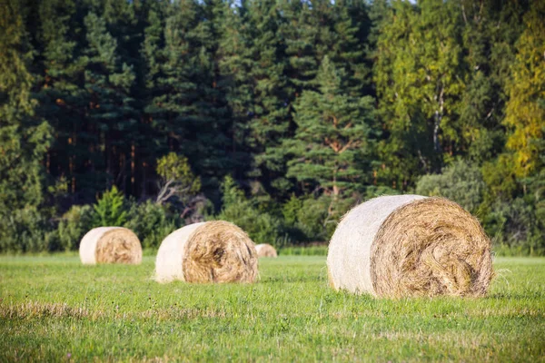 Plusieurs rouleaux de foin sur un champ en été à Hiiumaa, Estonie — Photo