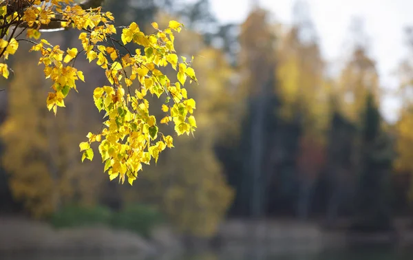 Primer plano del follaje dorado de otoño —  Fotos de Stock