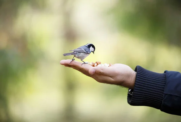小さなスズメは人間の手で食べる — ストック写真