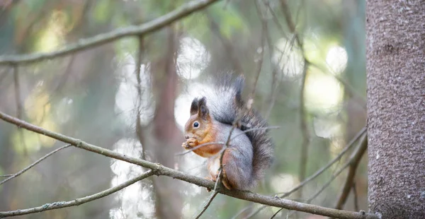 Écureuil gris sur une branche d'arbre — Photo