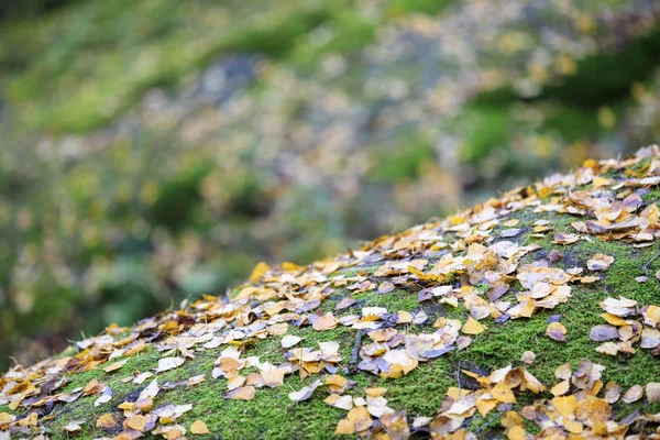 Hojas de árboles caídos sobre un musgo en el bosque — Foto de Stock