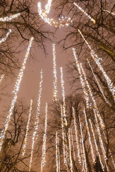 Fákat hosszú LED-es fény csíkok — Stock Fotó