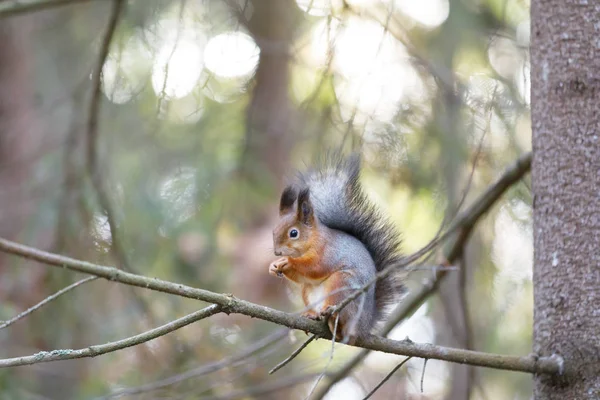 Écureuil gris sur une branche d'arbre — Photo