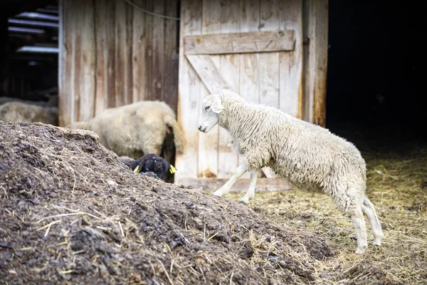 Ovelhas no feno na frente de um celeiro — Fotografia de Stock