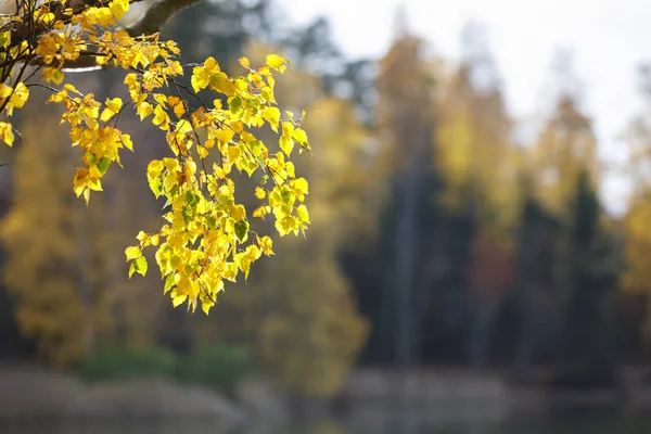 Крупный план золотой осенней листвы — стоковое фото