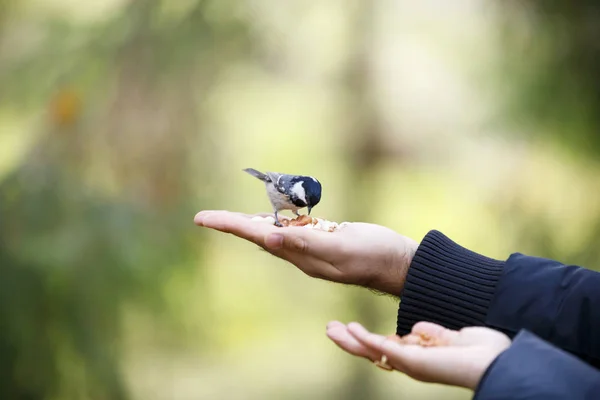 Kleine Sparrow eet op menselijke hand Stockfoto