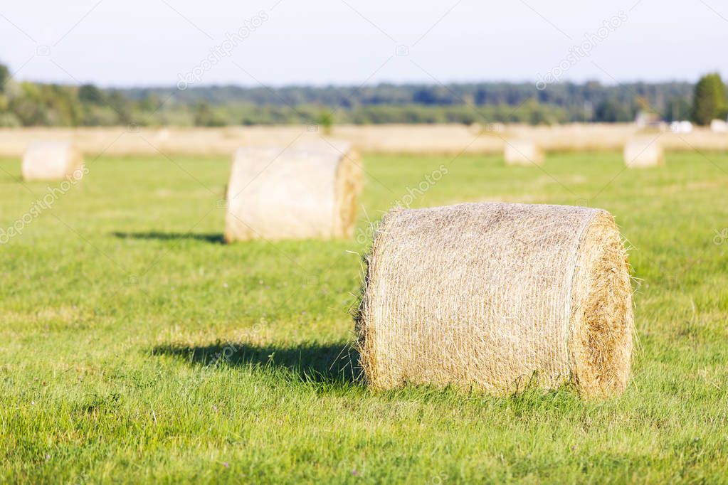 Multiple hay rolls on a field in summer in Hiiumaa, Estonia