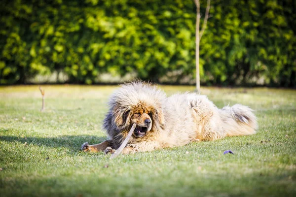 Extremely hairy blond dog on grass