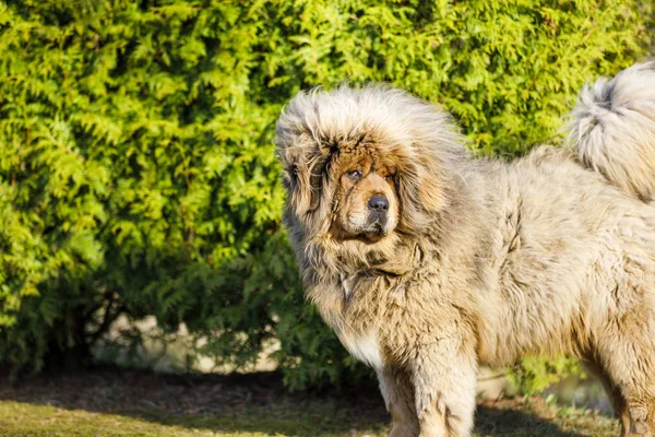 Portret van zeer harige blonde hond — Stockfoto