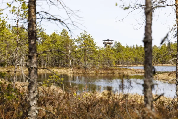 Torre panoramica a distanza in una palude estone — Foto Stock