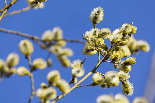 Baharda çiçek açan söğüt ağacının yakın çekim — Stok fotoğraf