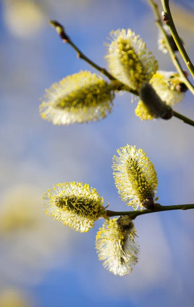 봄에 피는 버드나무의 클로즈업 — 스톡 사진