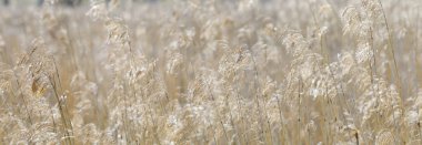 Samanların panoramik arkaplanı