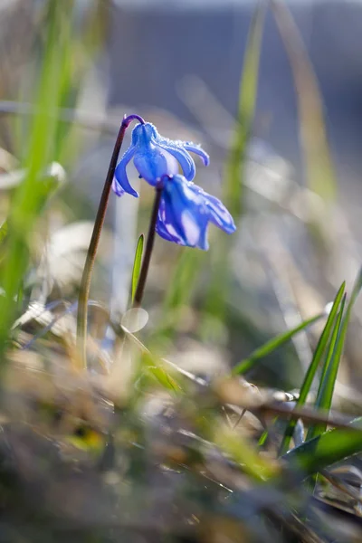 वसंत ऋतूमध्ये दोन निळ्या फुलं बंद — स्टॉक फोटो, इमेज