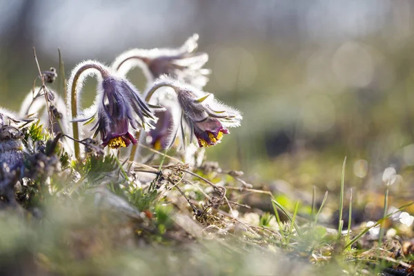 Close-up van pasque bloem bij zonlicht in het voorjaar — Stockfoto