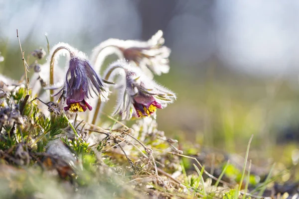 Close-up van pasque bloem bij zonlicht in het voorjaar — Stockfoto