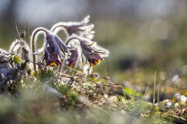 Närbild av pasque blomma i solljus på våren — Stockfoto