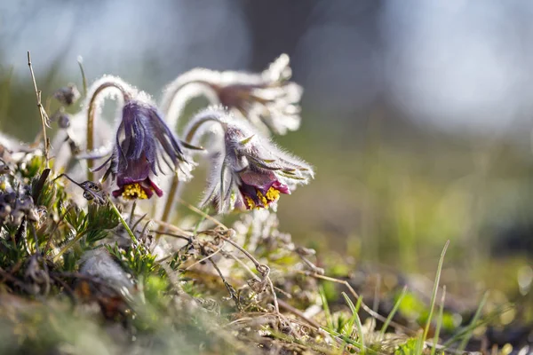 Closeup of pasque flower at sunlight in spring — Stock Photo, Image