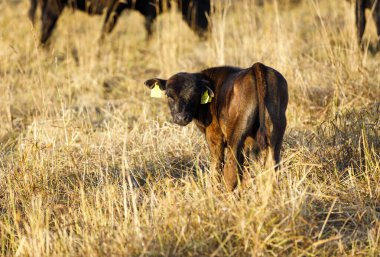 Saman tarlasında siyah bebek inekler