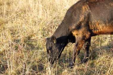 Siyah bir ineğin saman yemesi.