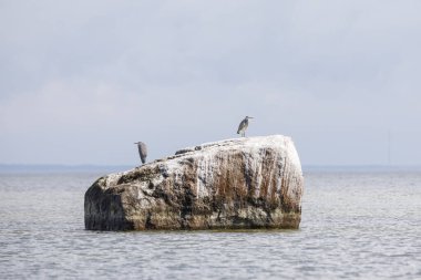 Balıkçıl kuşu denizde büyük bir kaya üzerinde