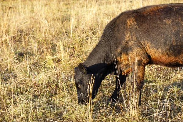Крупный план черной коровы, поедающей сено — стоковое фото