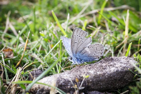 Pequeña mariposa azul sobre una roca sucia — Foto de Stock