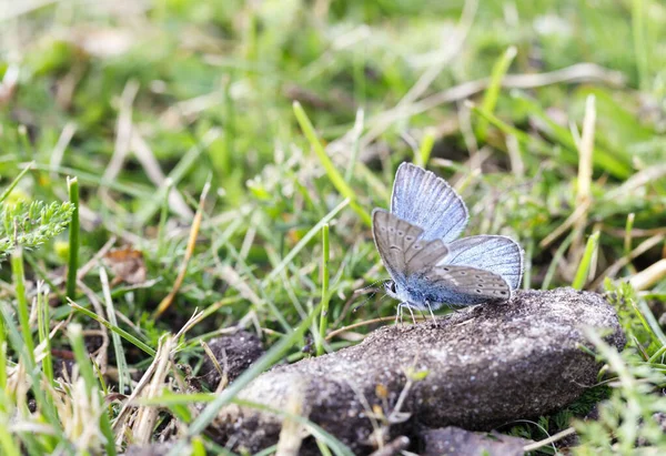 Pequeña mariposa azul sobre una roca sucia — Foto de Stock